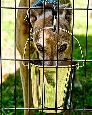 Greyhound - Photo by Dexpert Photography